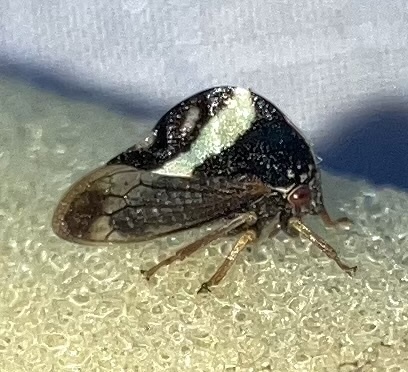 Smilia fasciata photo 5