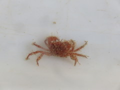 Pilumnus