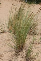 Ammophila arenaria
