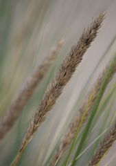 Ammophila arenaria