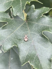 Cyphicerini