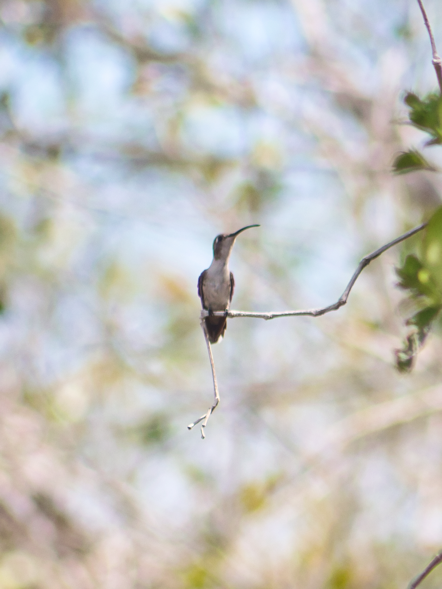 Mexican Sheartail (Doricha eliza), photo 7