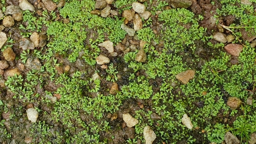 Image of Lizard Crystalwort by (c) Andrew Thornhill, some rights reserved (CC BY)