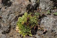 Heuchera micrantha diversifolia