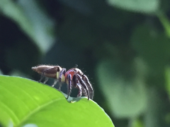 Colonus sylvanus