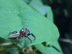 Colonus sylvanus