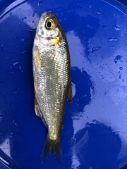 Brycon atrocaudatus