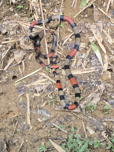 Photo of a Bolivian Coral Snake (obscurus) (Micrurus obscurus)