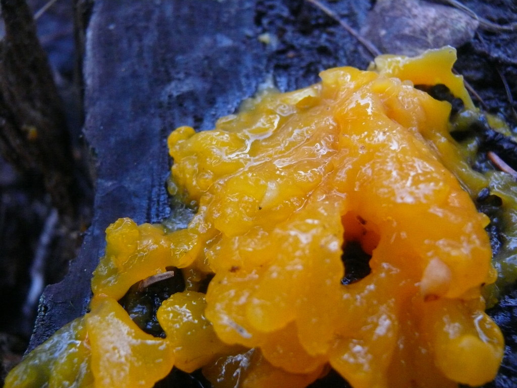 Mycetophila perpallida