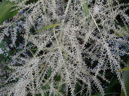 Cordyline image