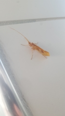 Limnephilus rhombicus