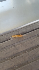 Limnephilus rhombicus