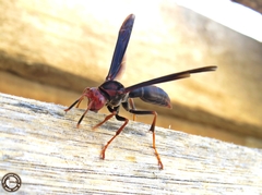 Polistes ferreri