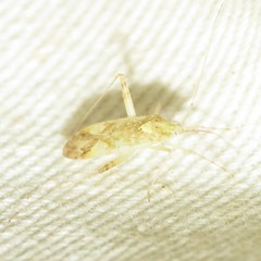 Phytocoris eurekae