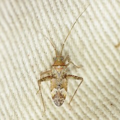 Phytocoris piceicola