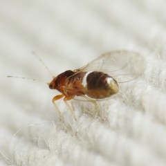 Bactericera dorsalis