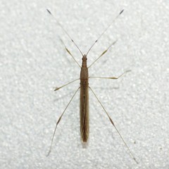 Neoneides muticus