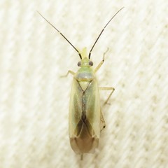 Plagiognathus longipennis