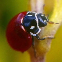 Cycloneda emarginata