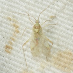 Phytocoris eurekae