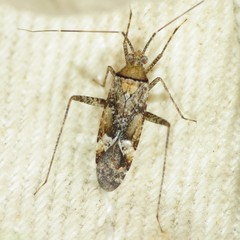 Phytocoris piceicola