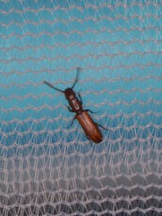 Taphroscelidia linearis