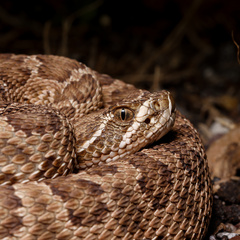 Prairie Rattlesnake photo 2