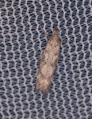 Dichomeris inversella