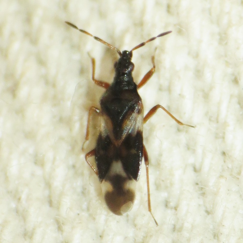 Anthocoris antevolens