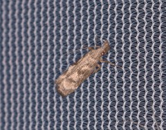 Dichomeris inversella
