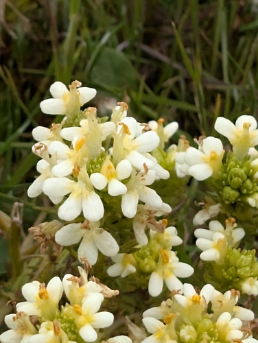 Image of Triphysaria floribunda by (c) Ernesto Chavez-Velasco, some rights reserved (CC BY)