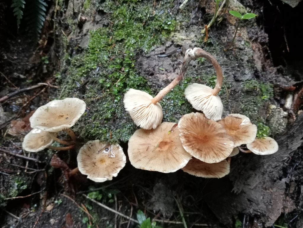 Armillaria novae-zelandiae · April 2025 · photo: © john_barkla (iNaturalist, cc0)