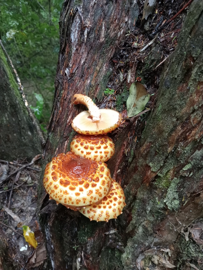 Pholiota glutinosa · April 2025 · photo: © john_barkla (iNaturalist, cc0)