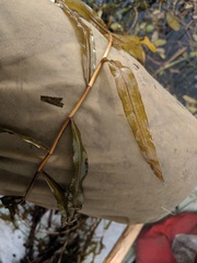 Potamogeton alpinus