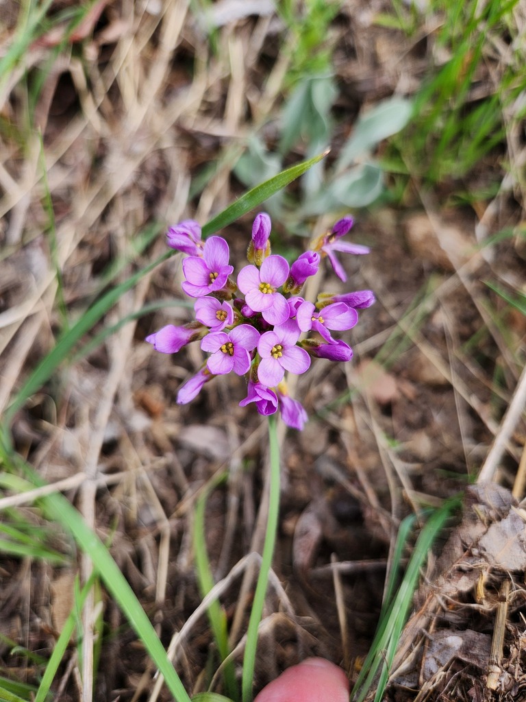 daggerpod from Malheur County, US-OR, US on April 19, 2025 at 03:41 PM ...
