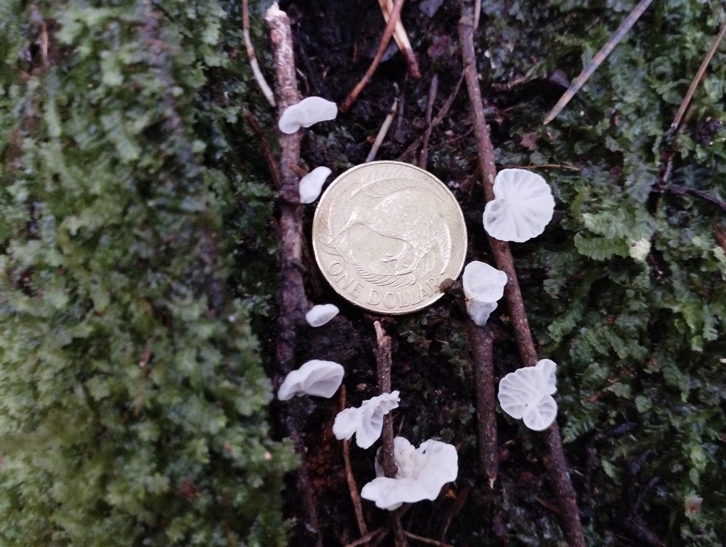 Campanella tristis · April 2025 · photo: © geoffr (iNaturalist, cc0)