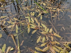 Potamogeton alpinus