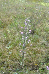 Centaurea pseudomaculosa
