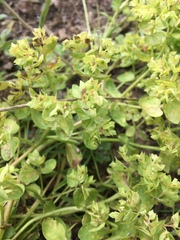 Euphorbia peplus