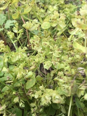 Euphorbia peplus