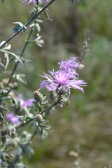 Centaurea pseudomaculosa