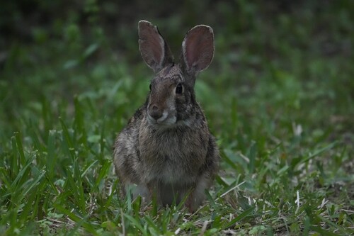 Swamp Rabbit photographed in Louisiana