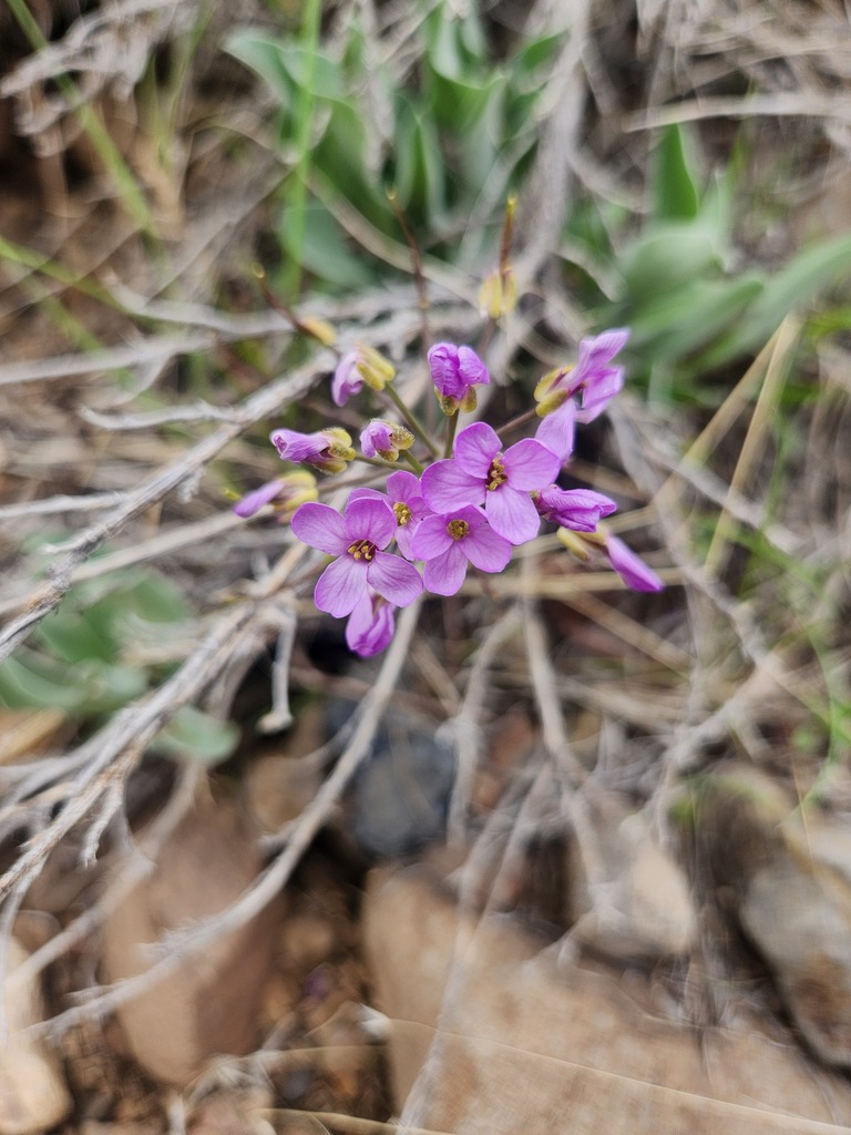 daggerpod from Malheur County, US-OR, US on April 19, 2025 at 03:34 PM ...