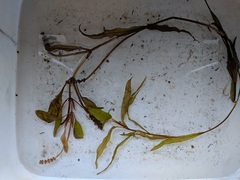 Potamogeton alpinus