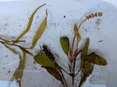 Potamogeton alpinus