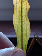 Potamogeton alpinus