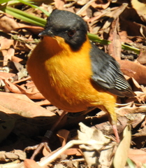 Cossypha dichroa dichroa