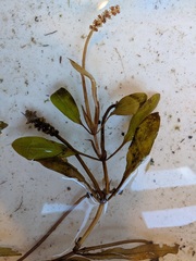Potamogeton alpinus