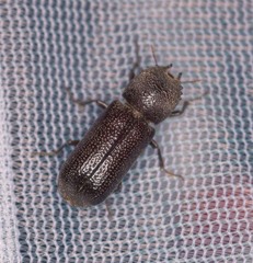 Apatides fortis