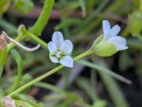 Image of Montia linearis by (c) David Anderson, some rights reserved (CC BY)